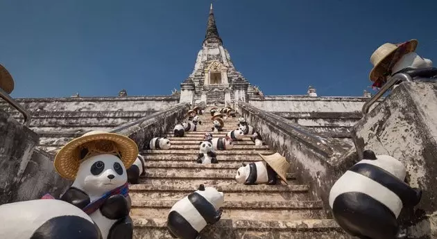 Tá 1,600 pandas ag taisteal an domhain ar chúis mhaith le hocht mbliana