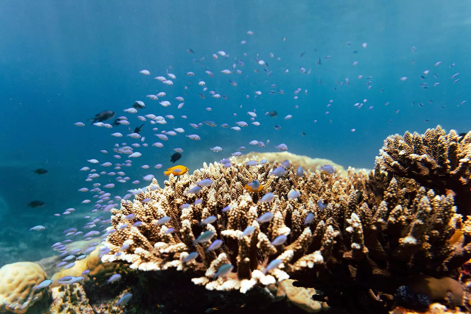 Fondali a Raja Ampat