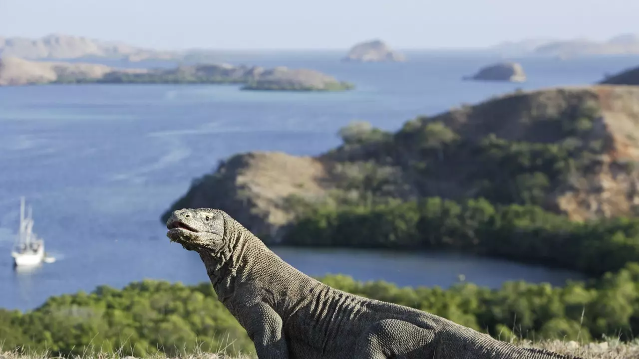 Ilha de Komodo será fechada em 2020 para proteger seus dragões