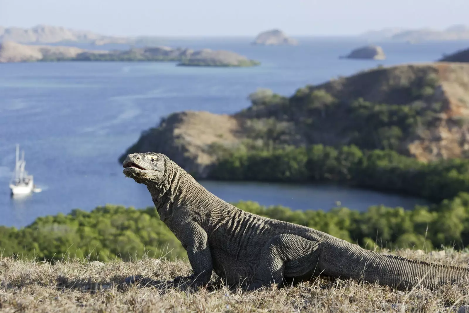 Ils n'auraient jamais dû disparaître de leur habitat.