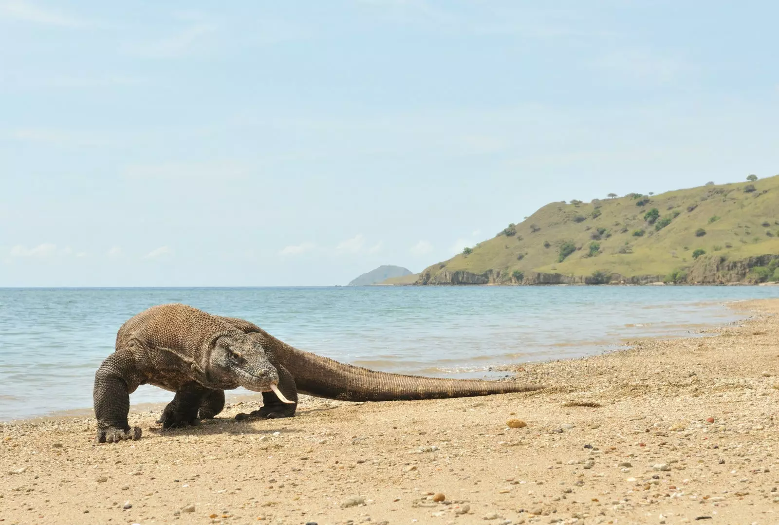 There are about 5,000 specimens in Indonesia.