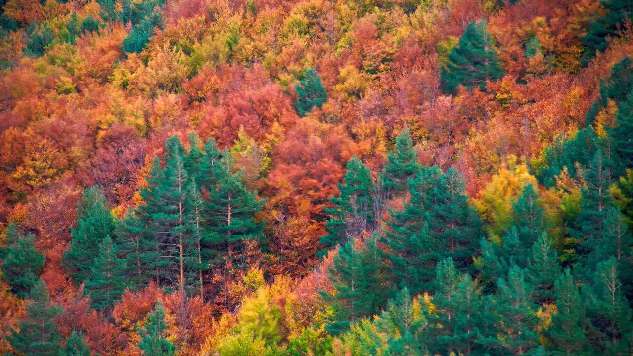 Tejera Negra, a floresta de faias multicolorida de Guadalajara