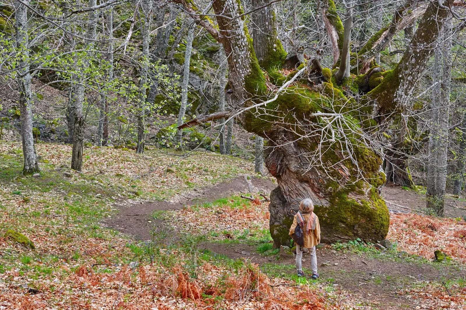 Segura de Toroda Castaños del Temblar