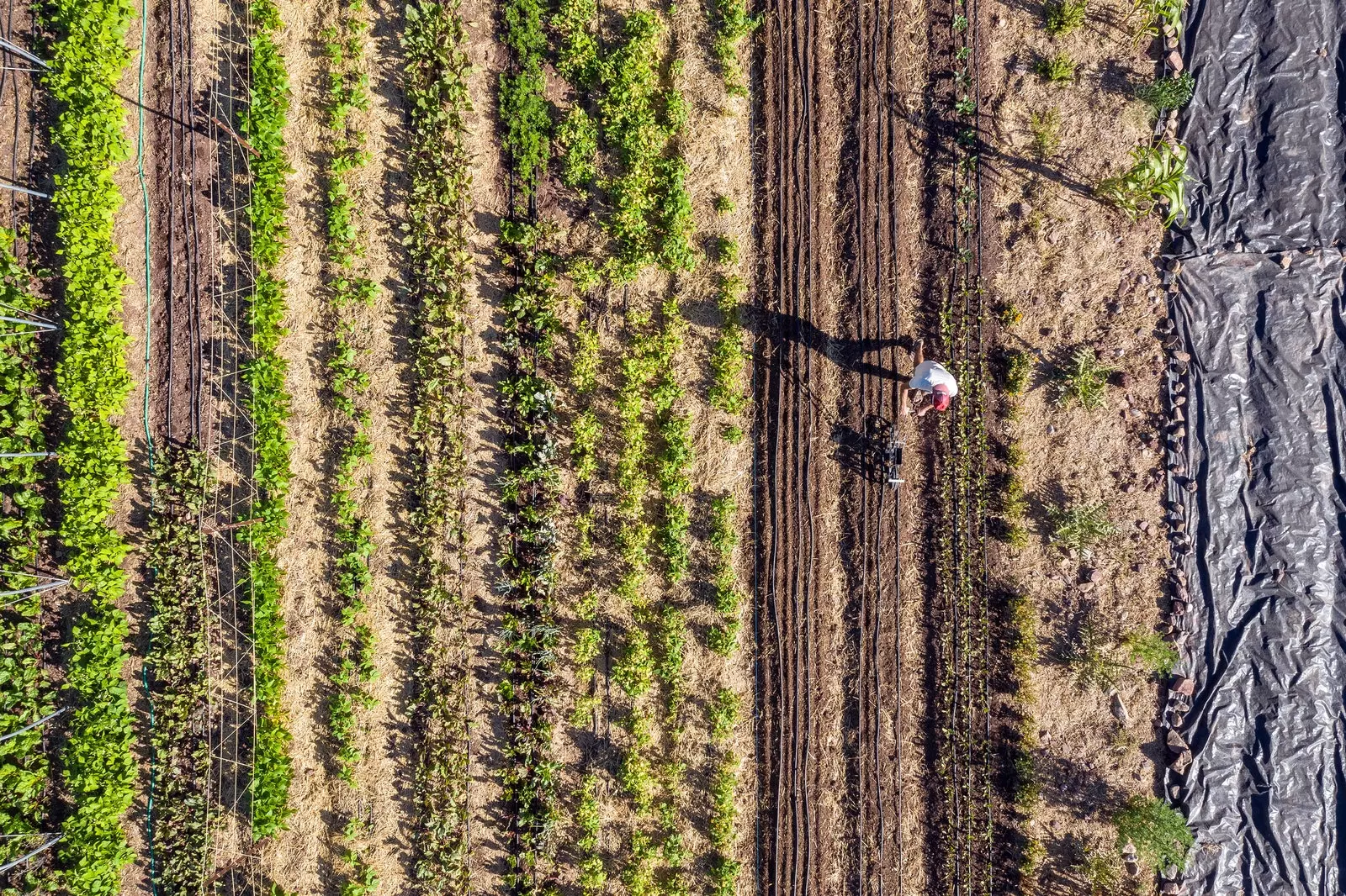 Den biodynamiske Dehesa