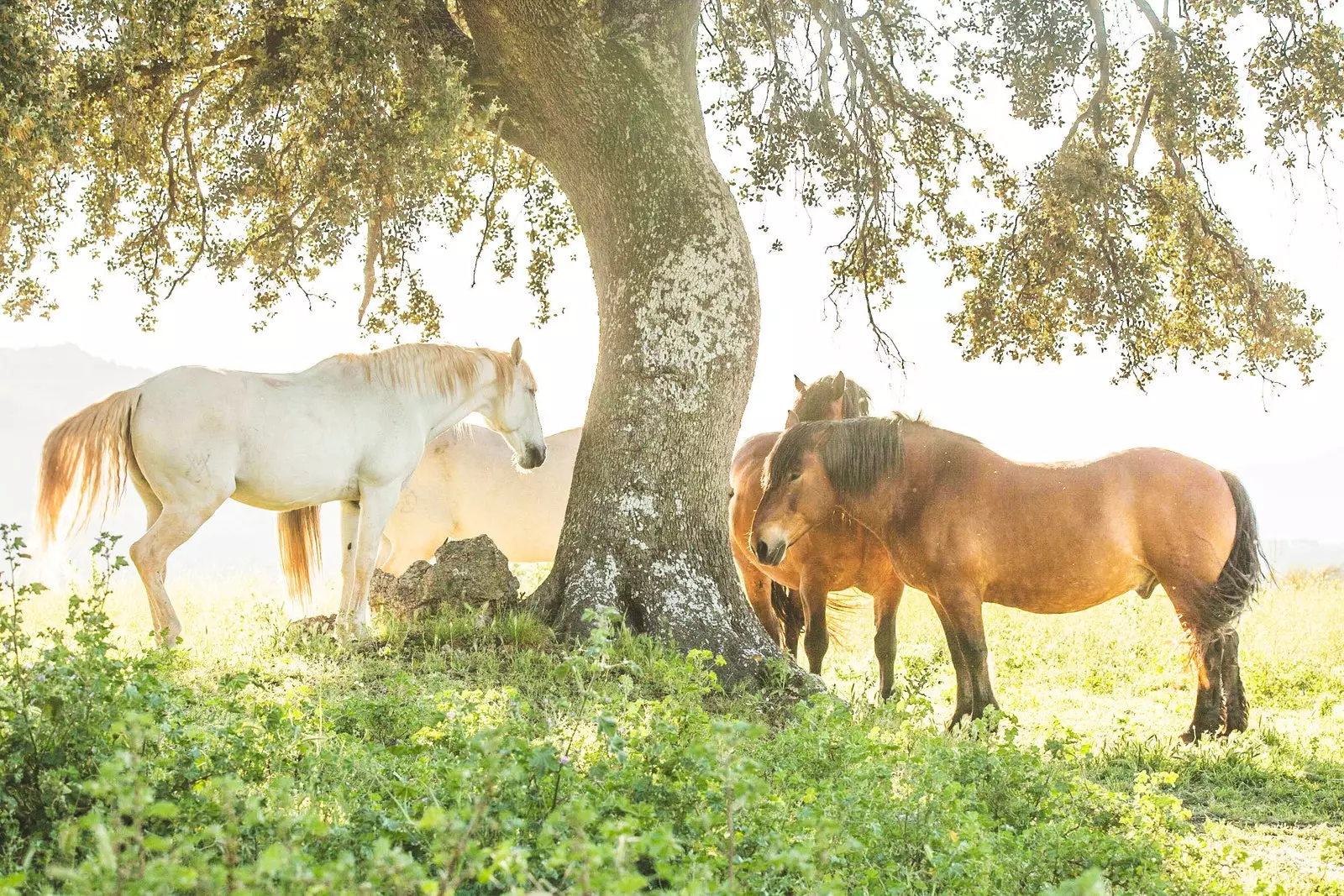 Biodynamická Dehesa