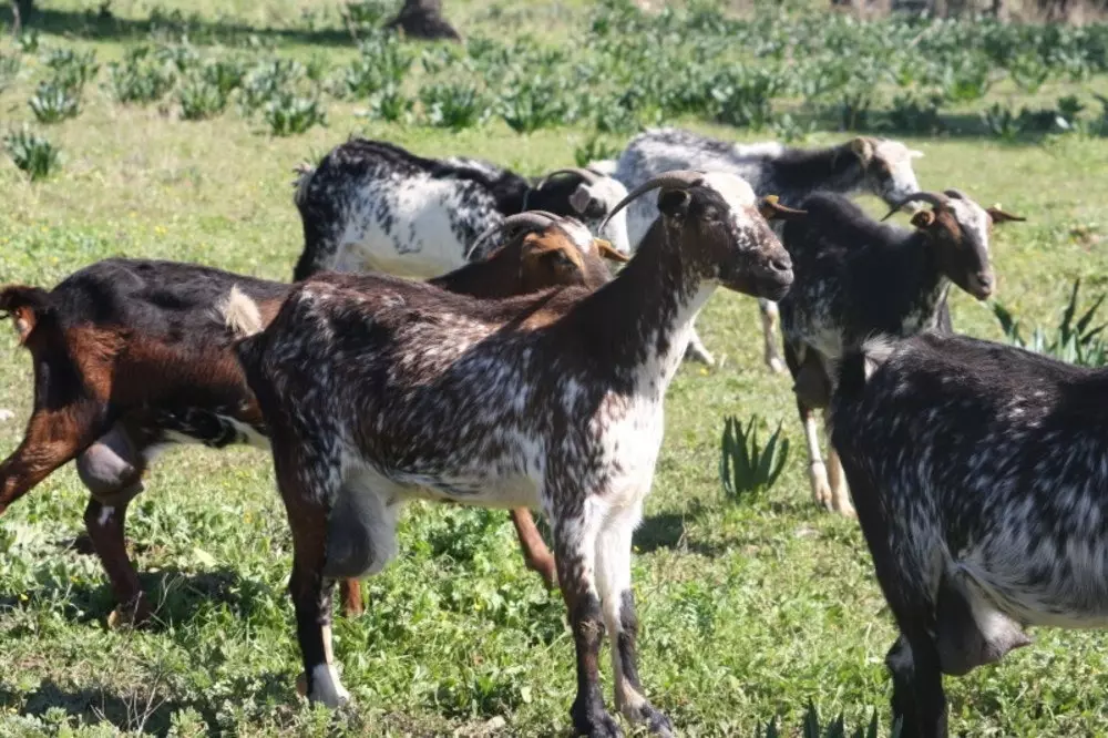 Spesimen kambing payoya.