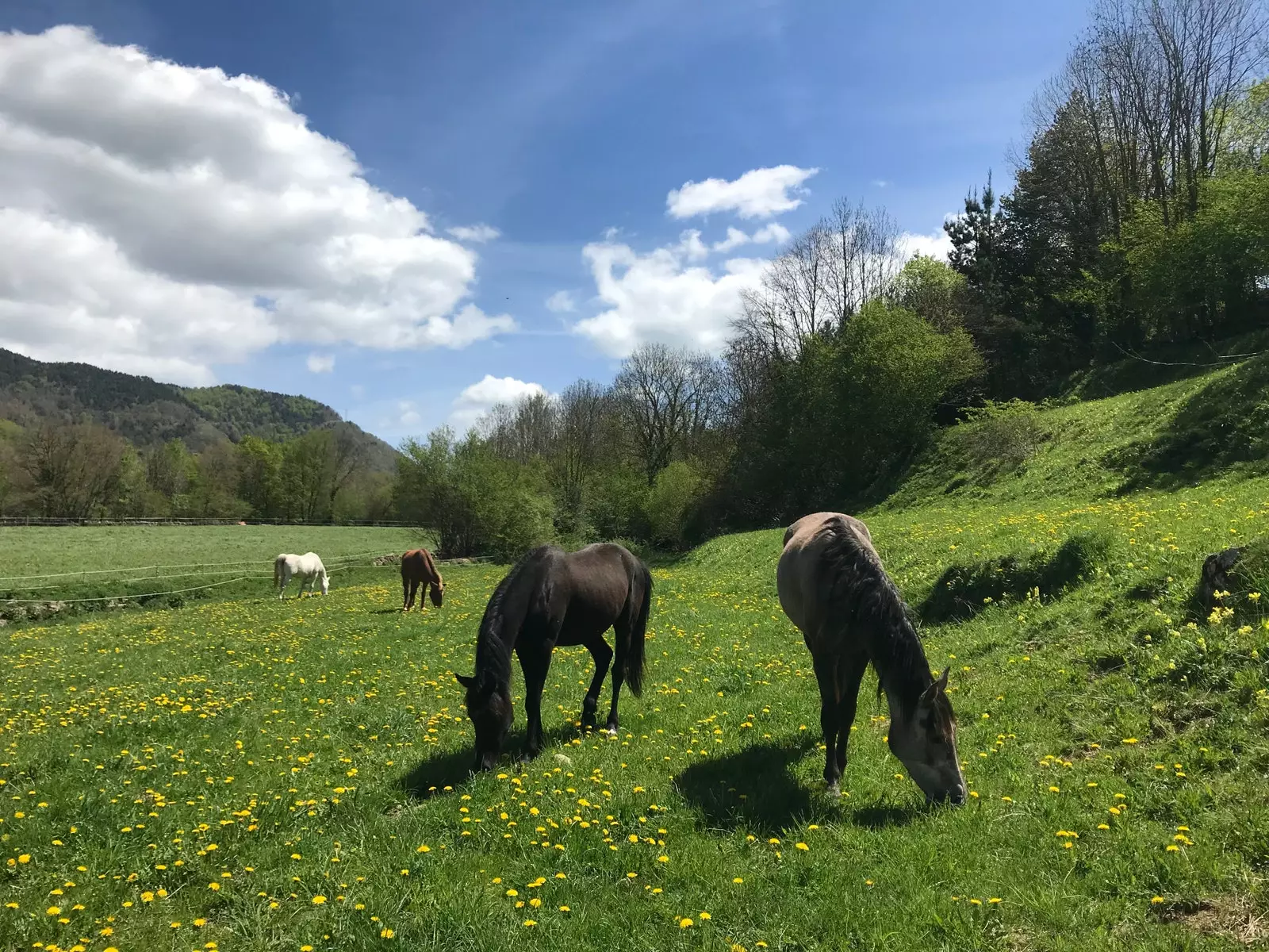 Die Pferde leben frei und ungebunden im Ort Vallfogona de Ripollès.