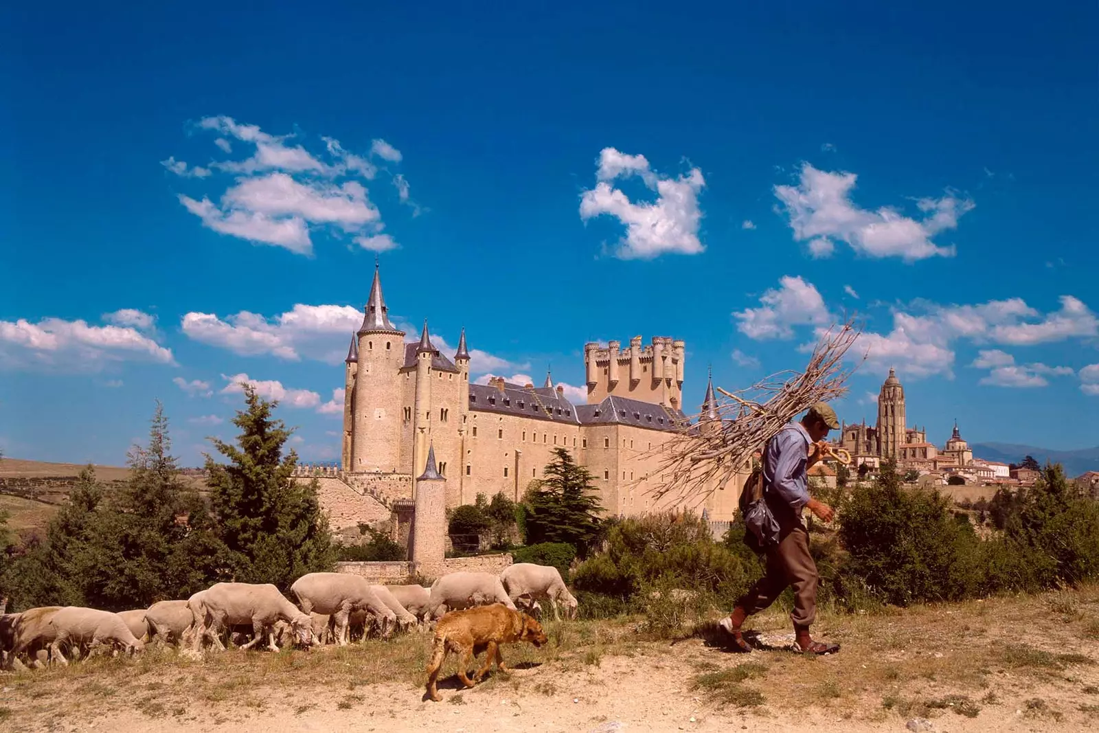 Hyrde og får med Alcazar fra Segovia i baggrunden