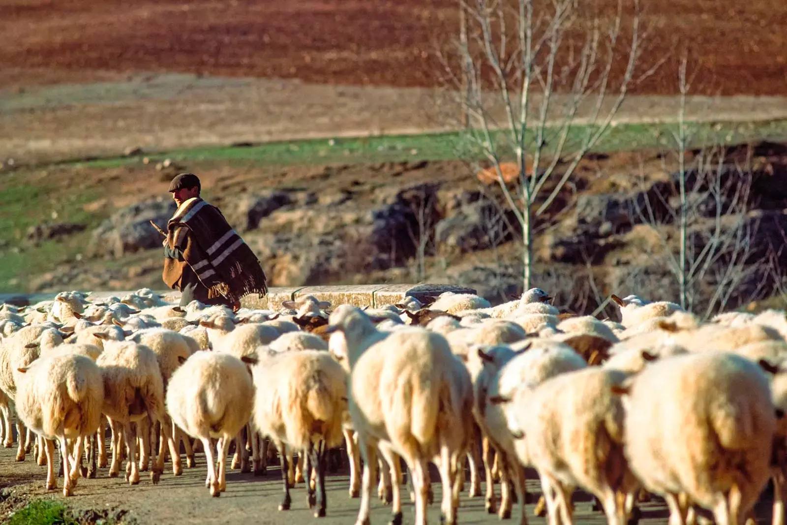 schapenherder in segovia