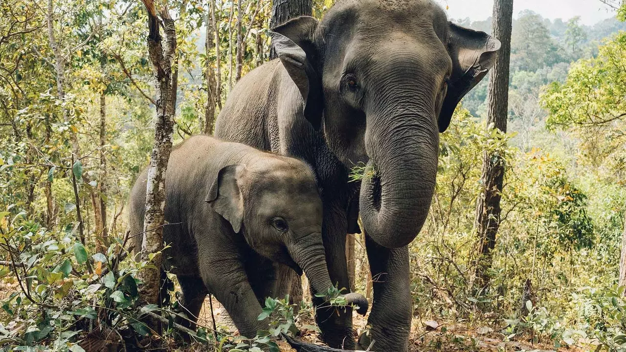 A koronavírus-válság miatt 78 thaiföldi elefánt leállította a turistákat - örökre!