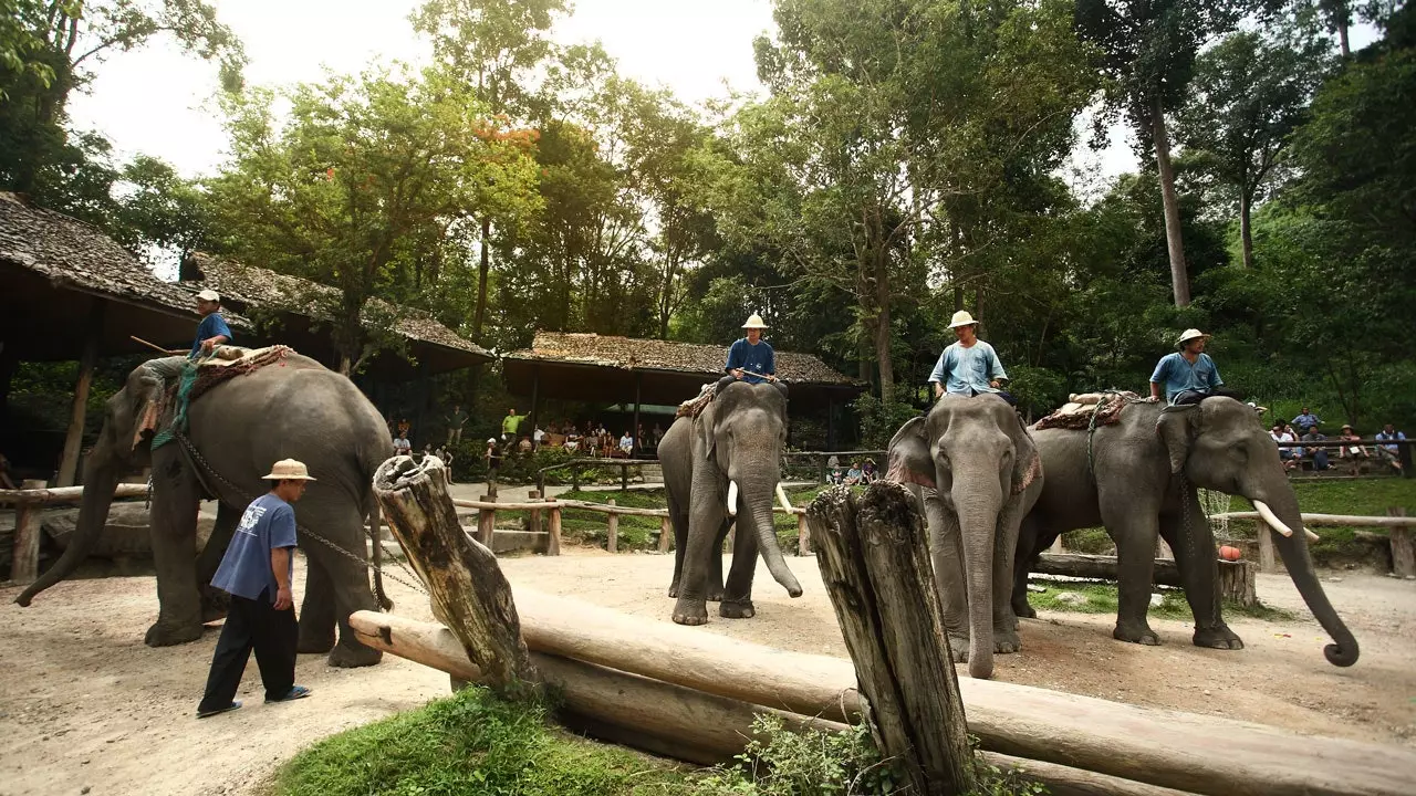 Maesa Elephant Camp တွင် ဆင်ထီးများစီးသော ဆင်များ