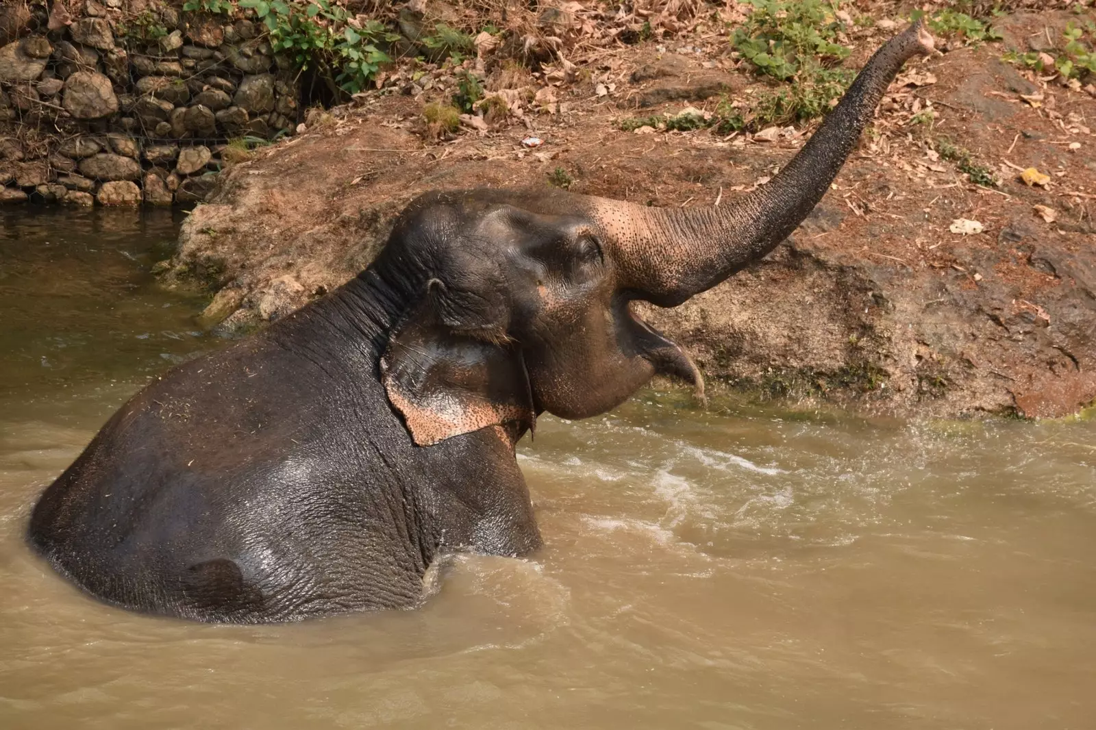 ελέφαντας στην άγρια φύση στο Maesa Elephant Camp