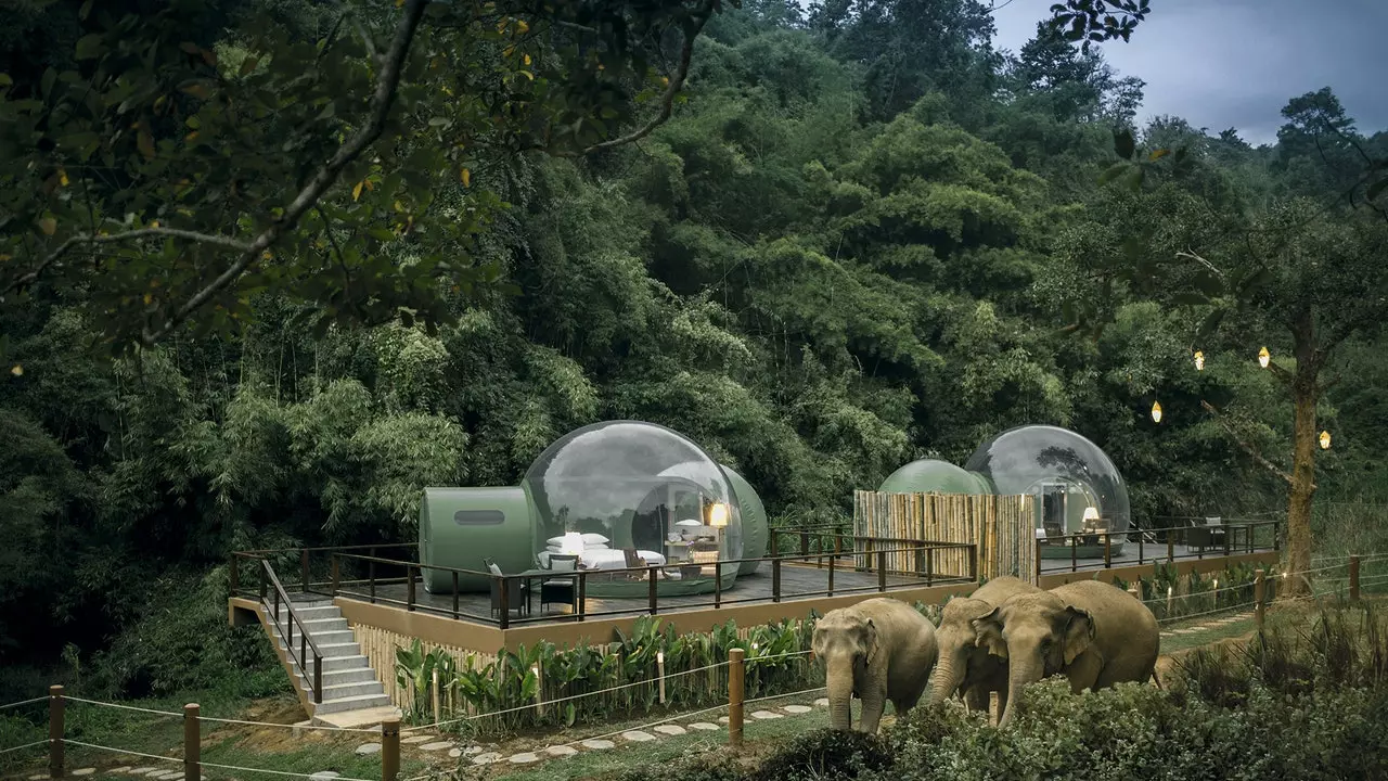 Une chambre (bulle) avec vue : un éléphant sur votre oreiller