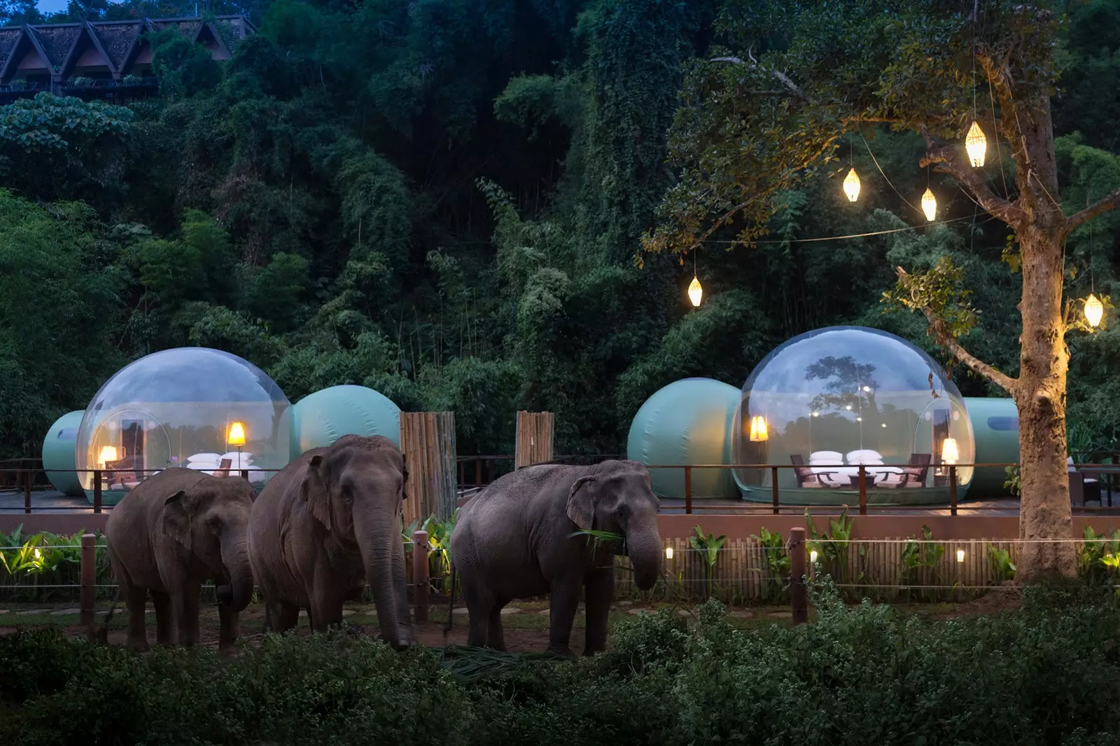 Anantara Golden Triangle Elephant Camp Resort