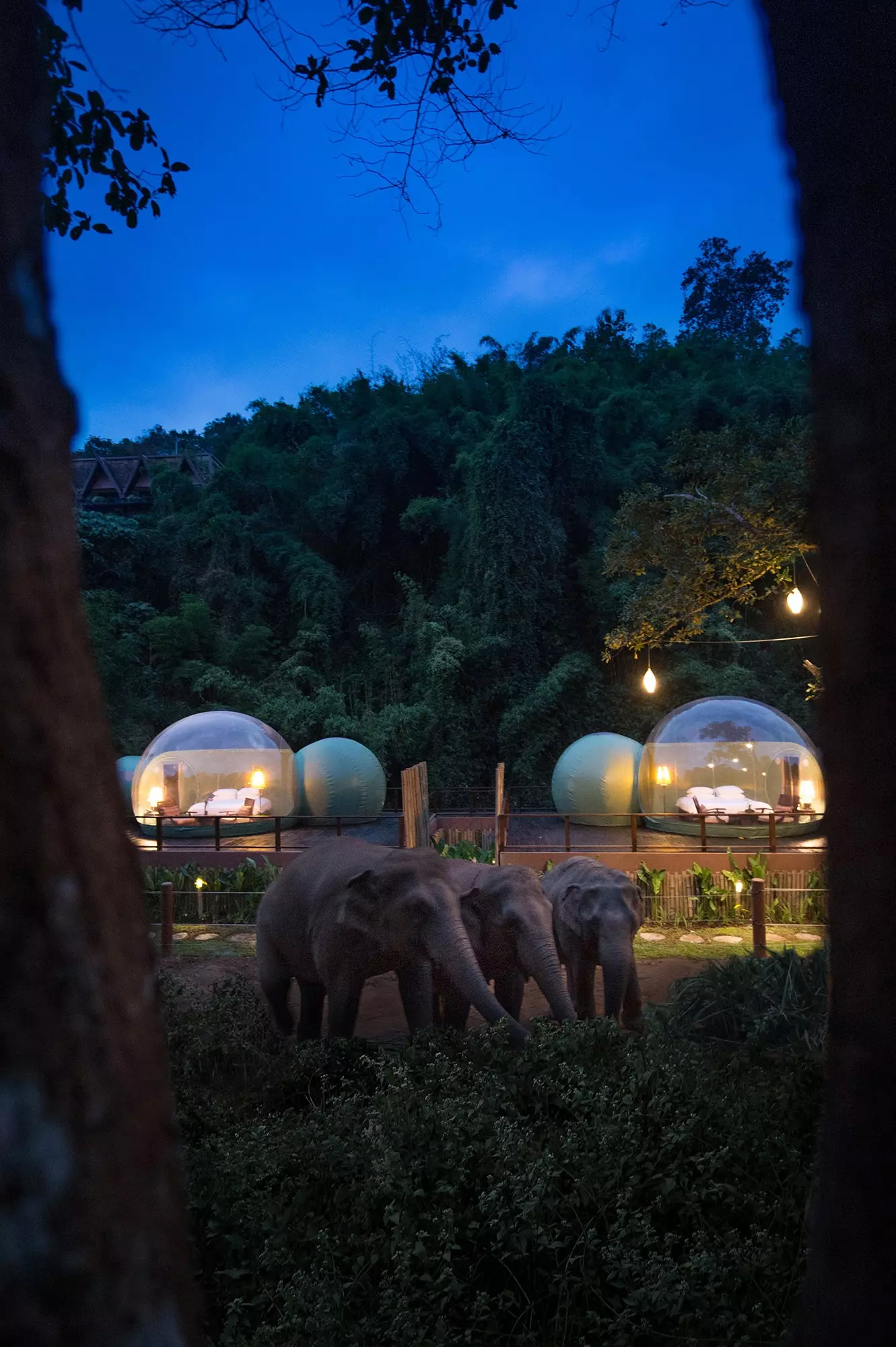 Anantara Golden Triangle Elephant Camp Resort