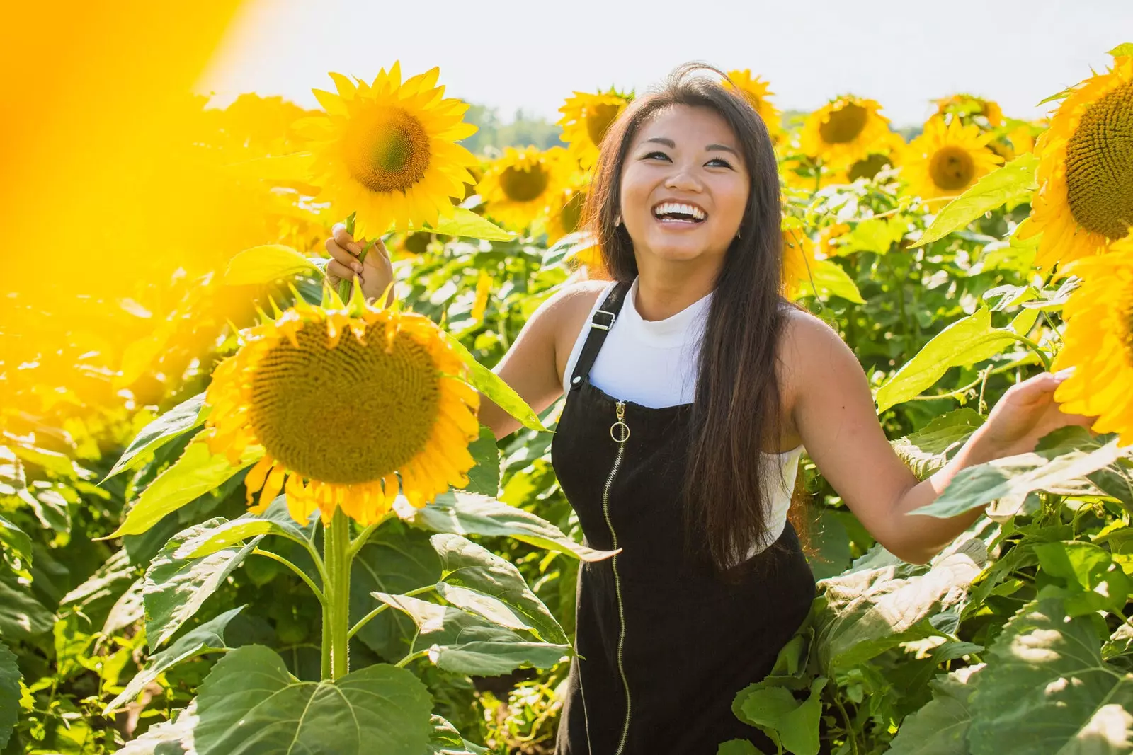 sunflowers