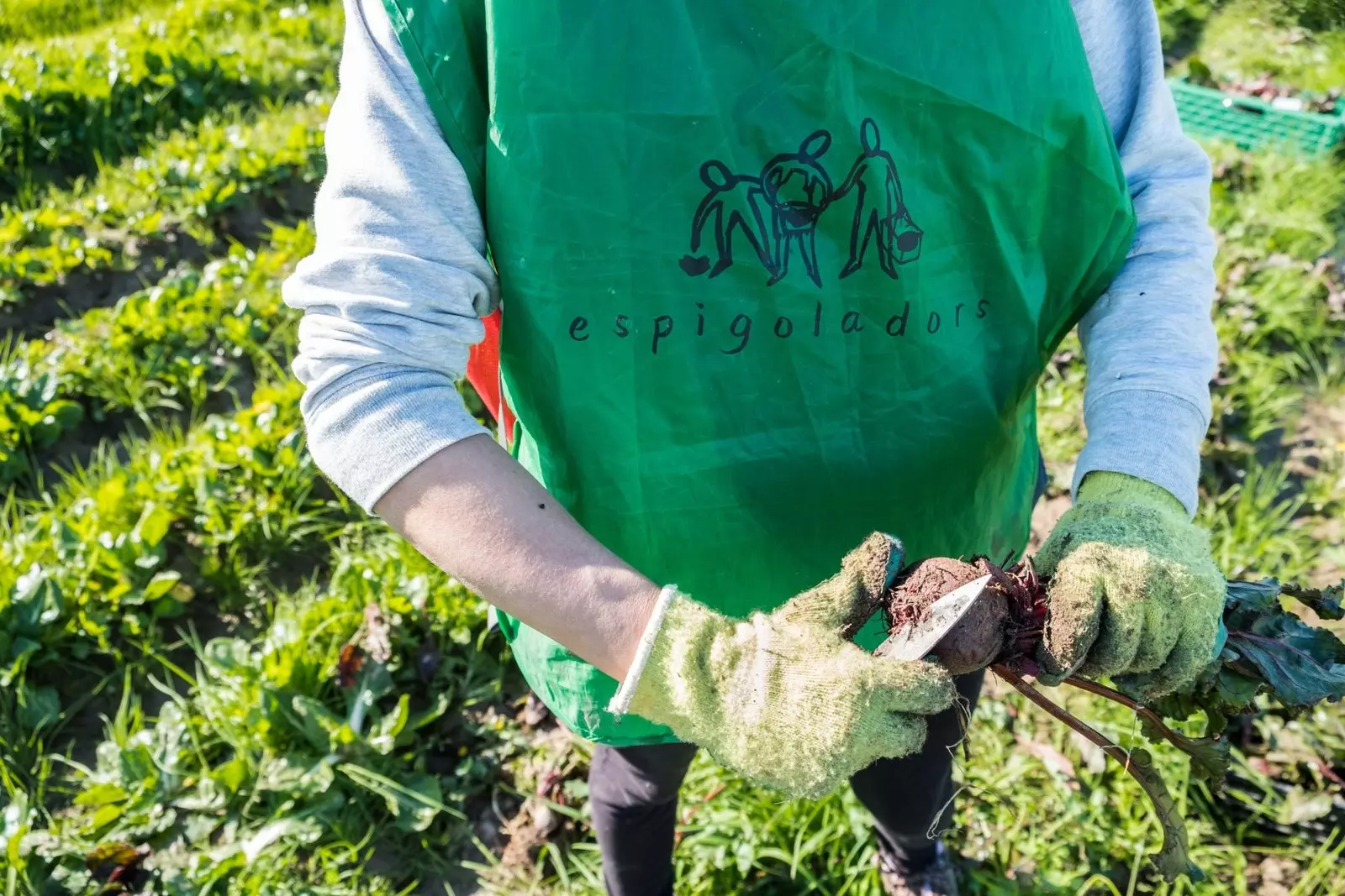 Les Espigoladors luttent contre le gaspillage alimentaire