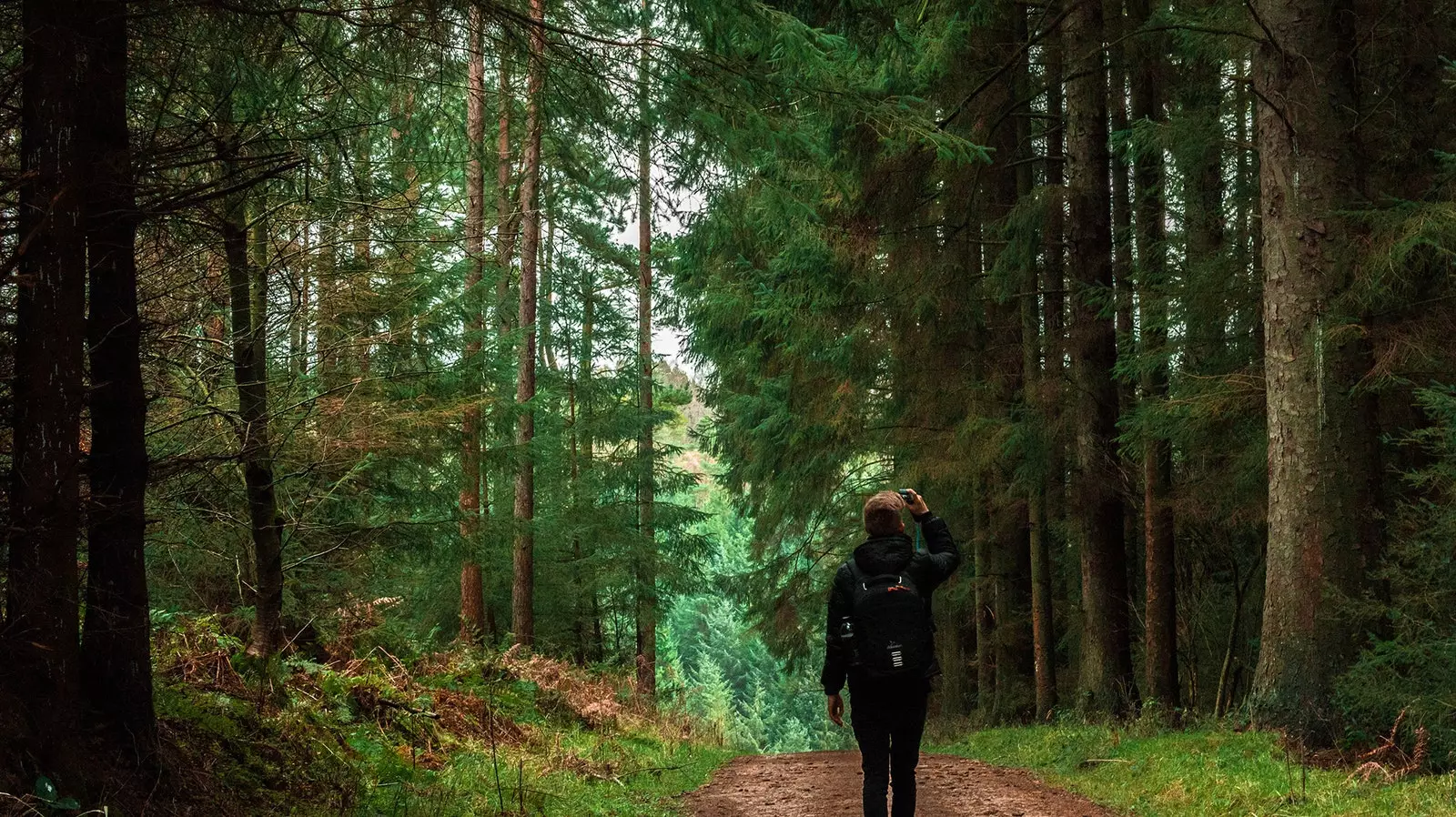 Wanita di tengah-tengah hutan mendaki trekking