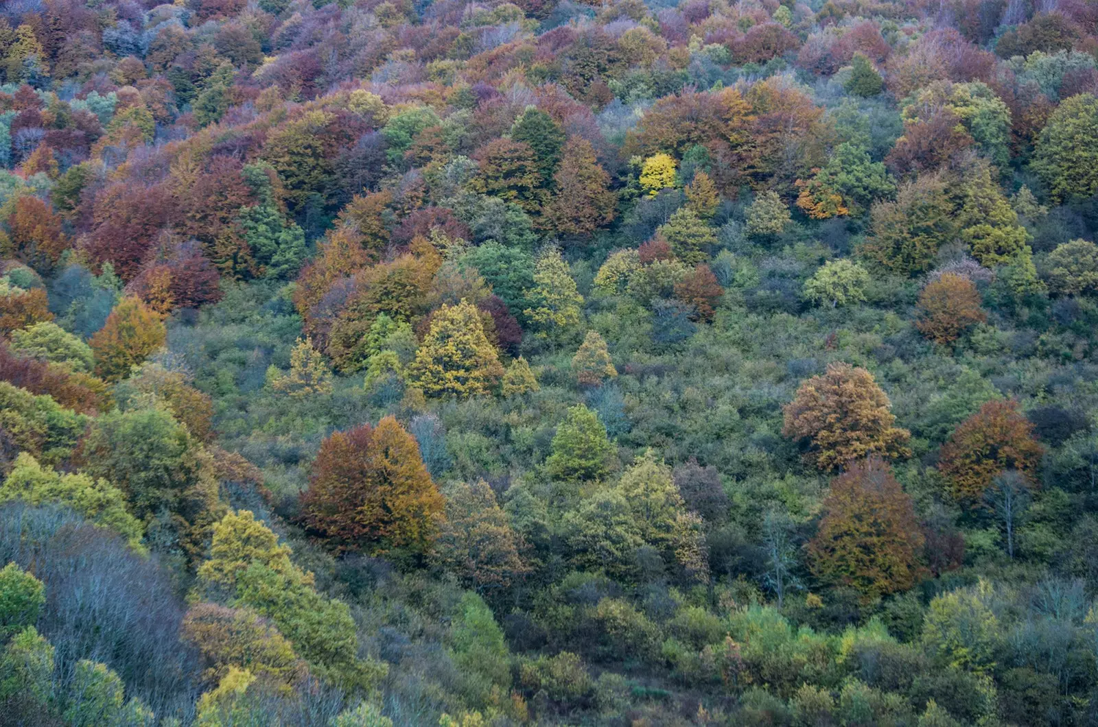 Hutan ajaib menanti Anda di Navarra