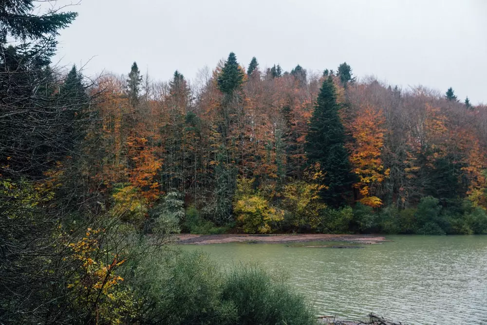 Le brouillard entre les forêts d'Irati