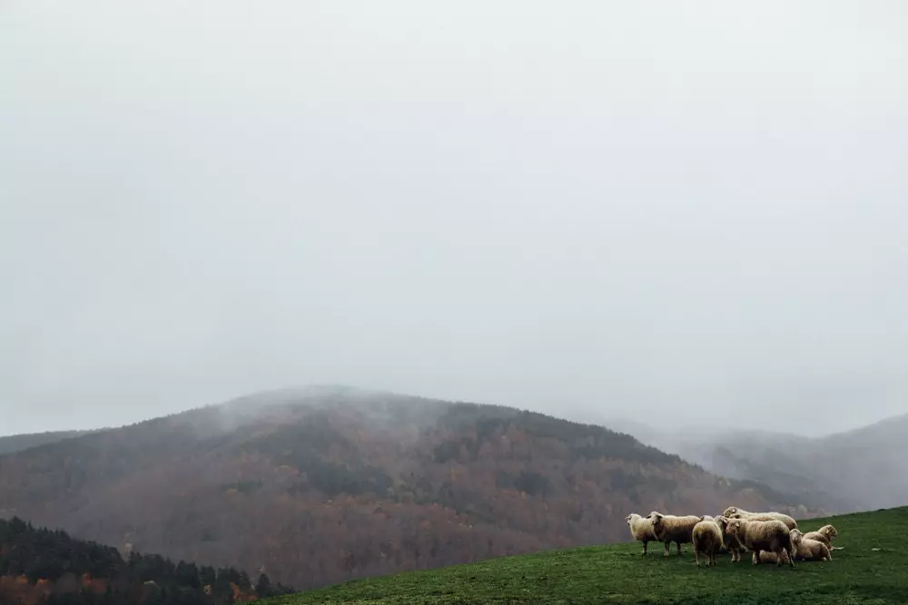 Il est facile de rencontrer des troupeaux de moutons à Irati