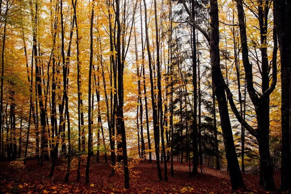 Irati beech forest in autumn