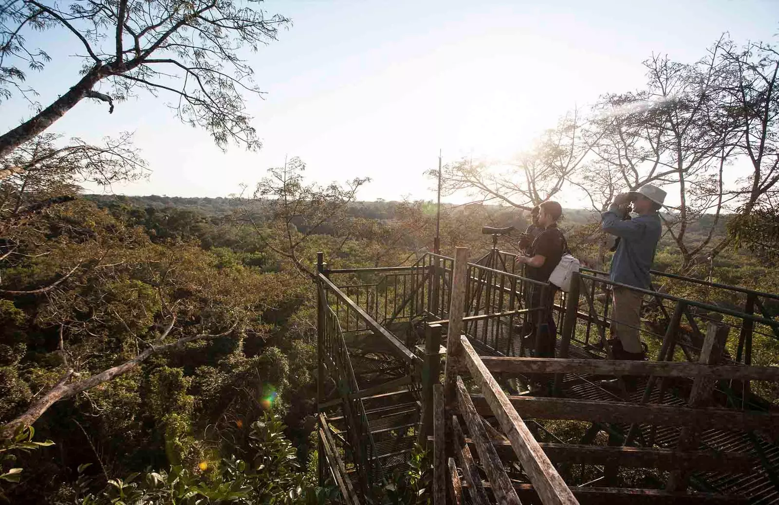 Keagungan hutan dari menara observasi