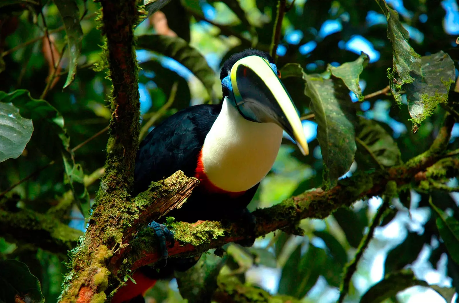 toucan amazone