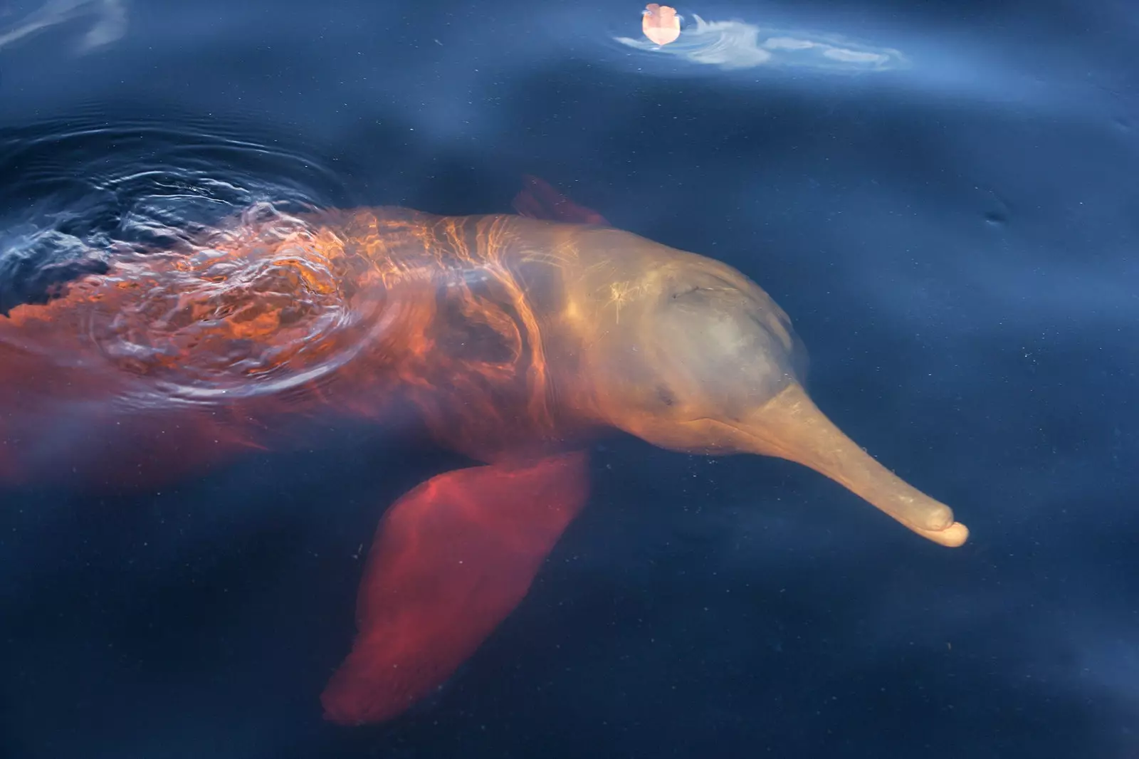 På jakt efter den rosa delfinen i Ecuador