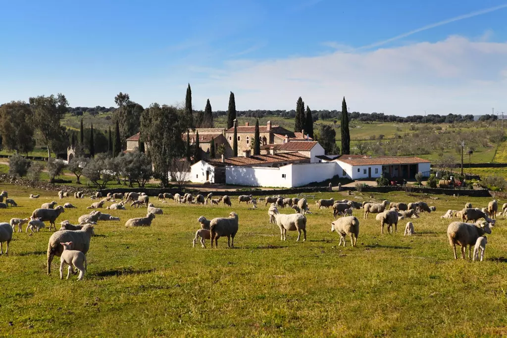 Finca Pascualete'de mutlu koyunlar