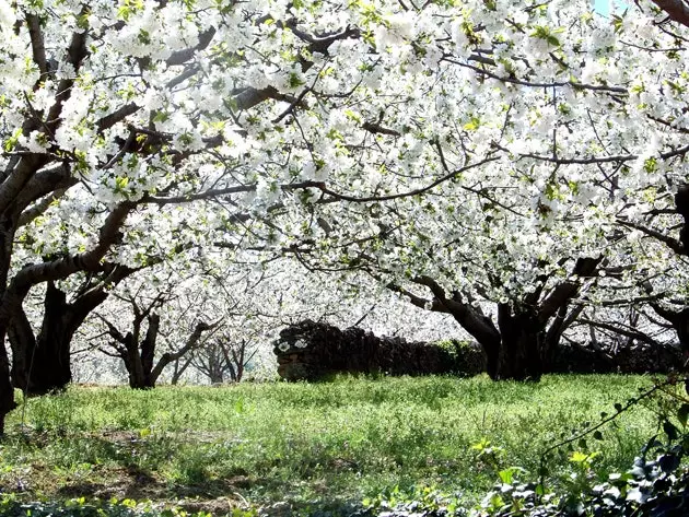 La floraison de la Dehesa