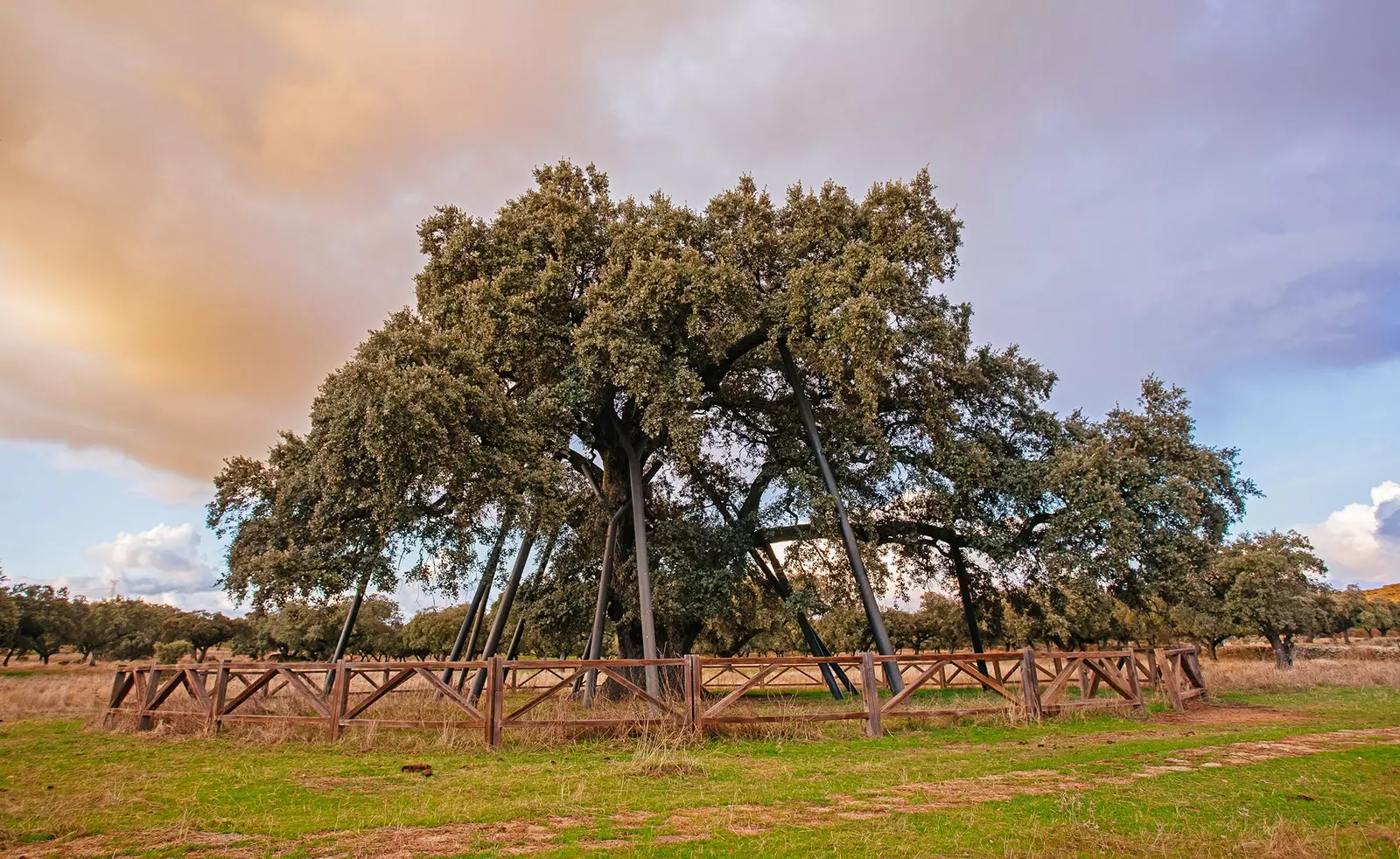 Terrona Oak