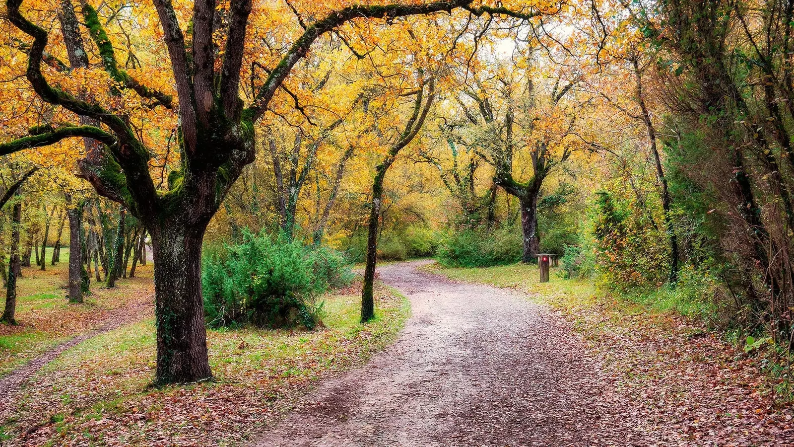 Hutan Armentia Vitoria Gasteiz Negara Basque