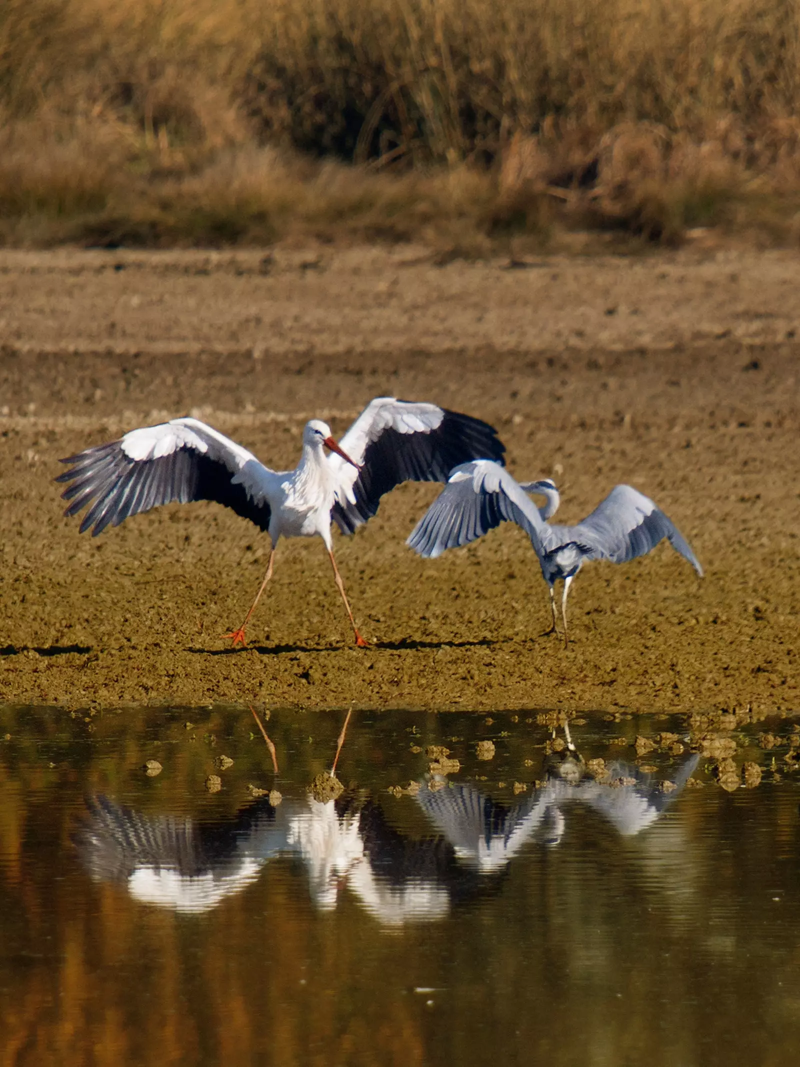 Storks am Park vun Salburua Vitoria Gasteiz Baskenland