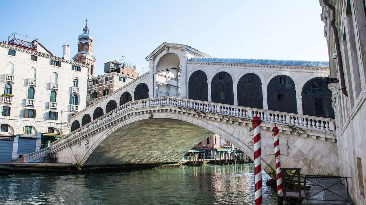 Cigni e delfini nei canali di Venezia? Non proprio