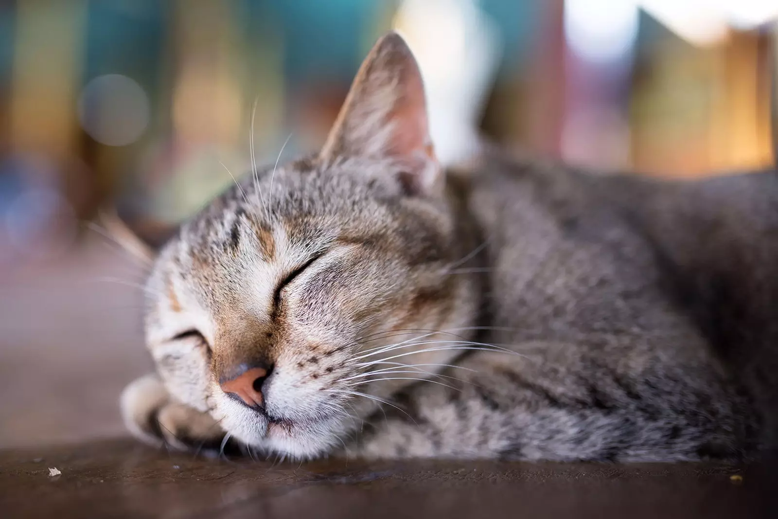 Gatto addormentato nel monastero di Nga Phe Kyaung