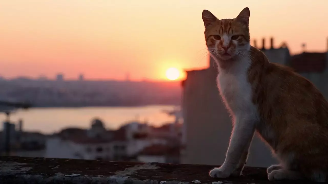 Istanbul d'un autre point de vue : suivre vos chats