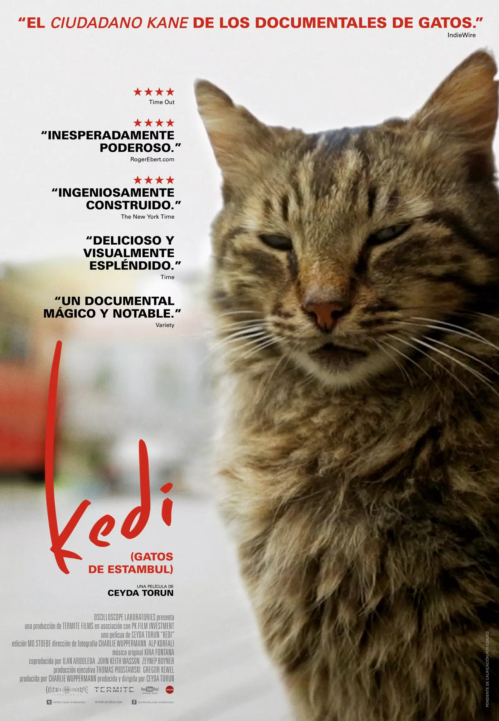 kedi