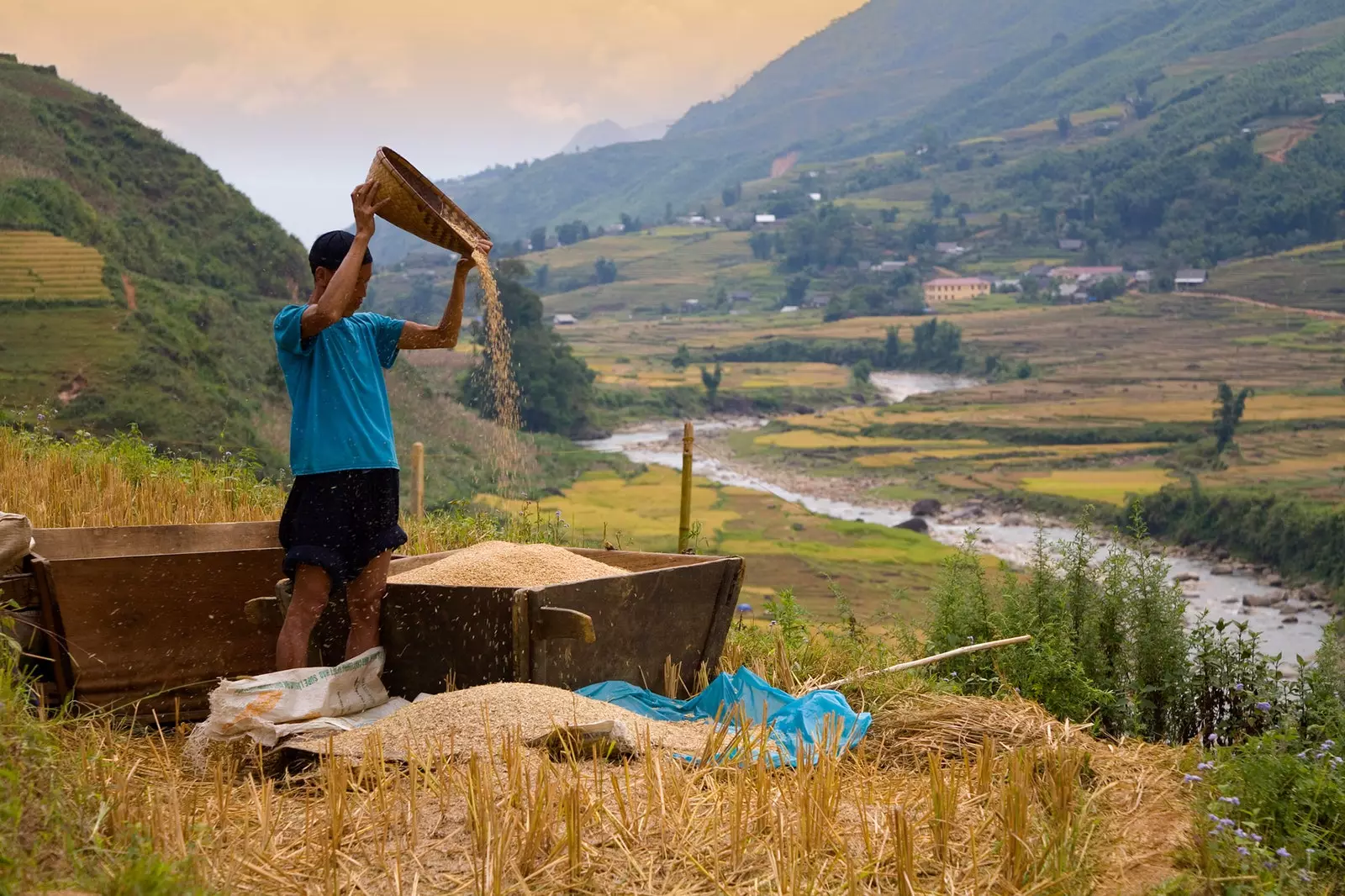 The work of drying rice in Vietnam