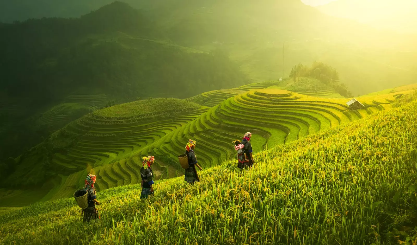 Hrísgrjónaakrar í Mu Cang Chai YenBai Víetnam