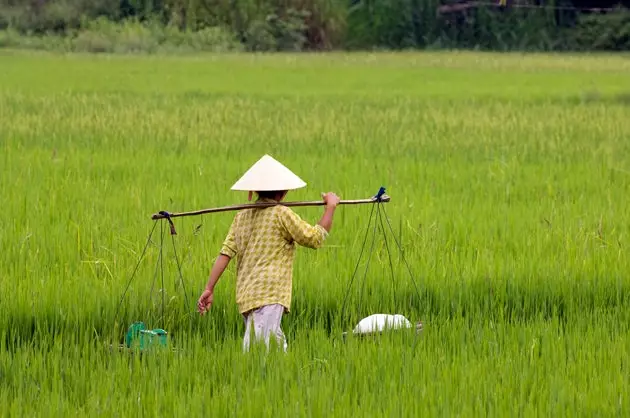 Hoi An platteland