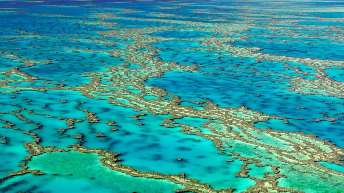 호주의 그레이트 배리어 리프(Great Barrier Reef)는 현재까지 최악의 감소를 겪고 있습니다.