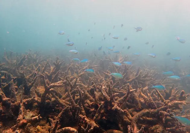 Australiens Great Barrier Reef leidet unter dem bisher schlimmsten Rückgang