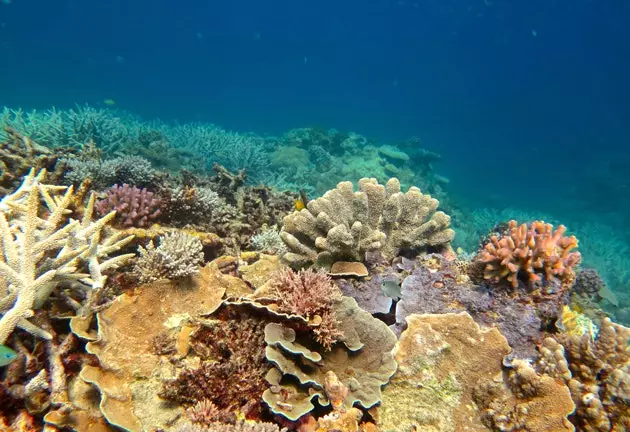 Het Great Barrier Reef in Australië lijdt de grootste daling tot nu toe