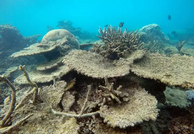 호주의 그레이트 배리어 리프(Great Barrier Reef)는 현재까지 최악의 감소를 겪고 있습니다.