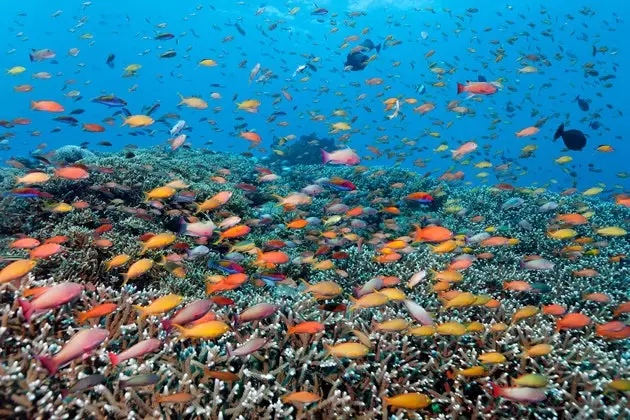 Het Great Barrier Reef in Australië lijdt de grootste daling tot nu toe