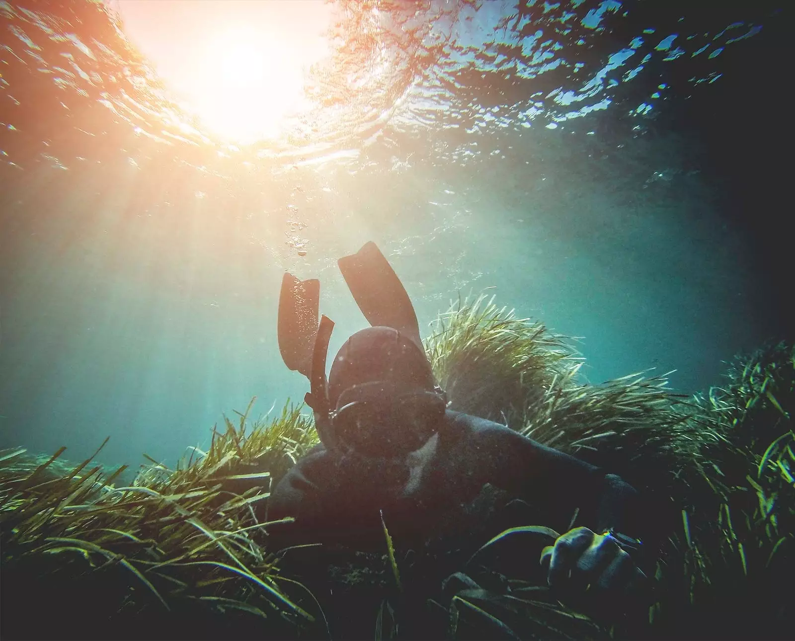 posidonia arasında dalğıc