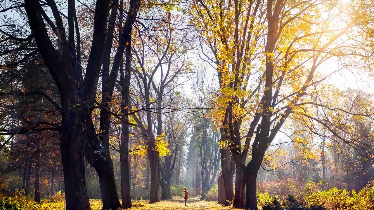 França incomum: os bosques de carvalhos de