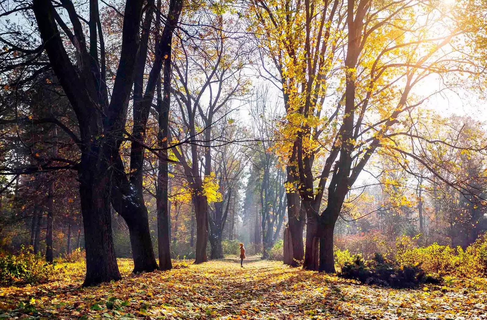 дарахтони дуби Луара