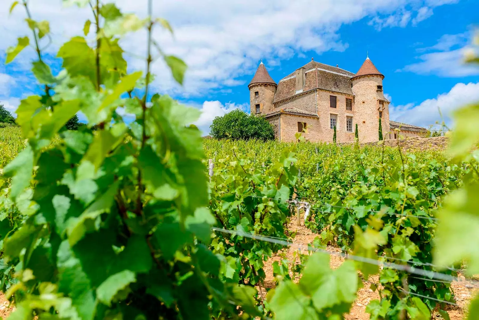 Nach und nach öffnen sich die Loire-Keller für Besucher